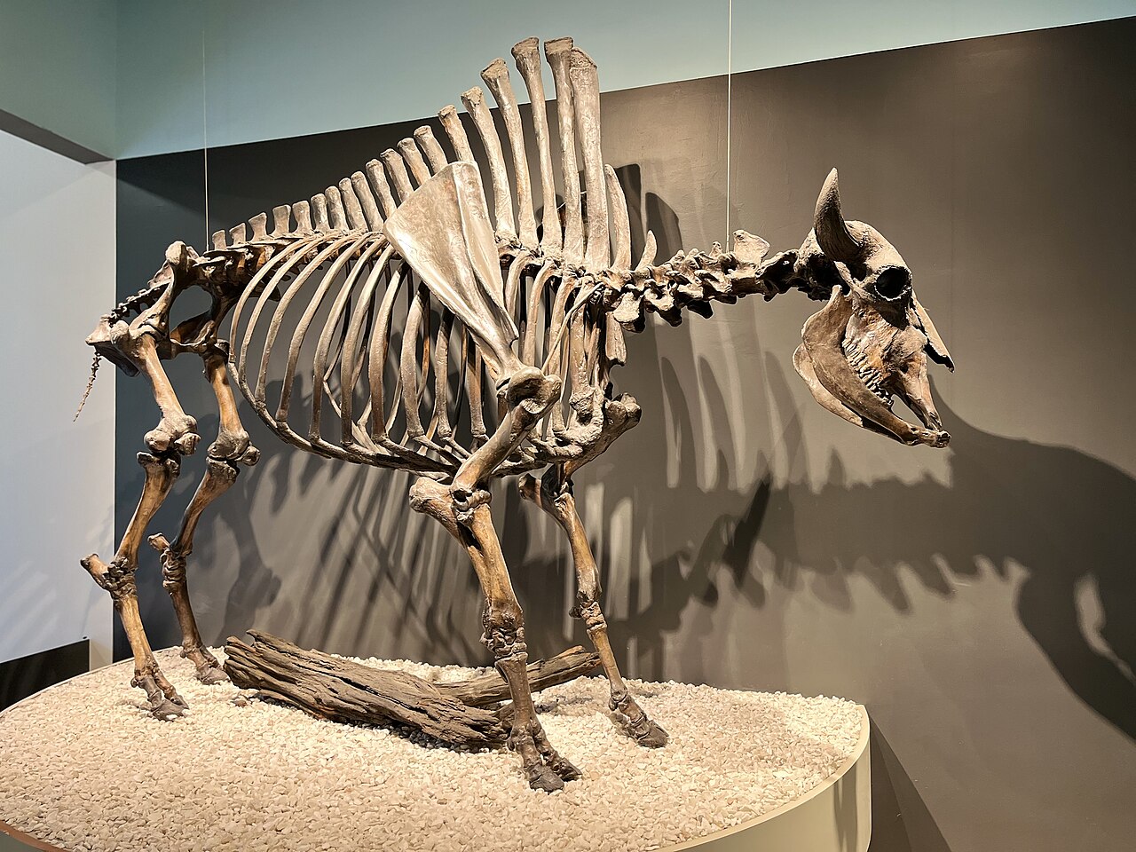 Bison antiquus reference