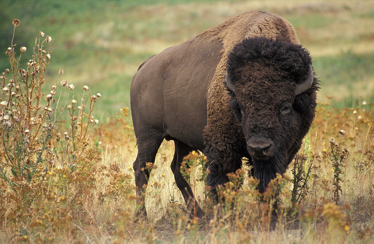 Plains Bison reference