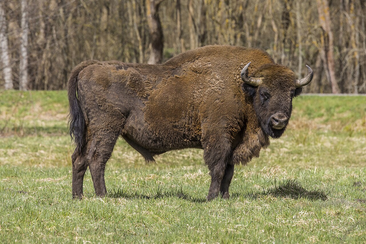 European Bison reference