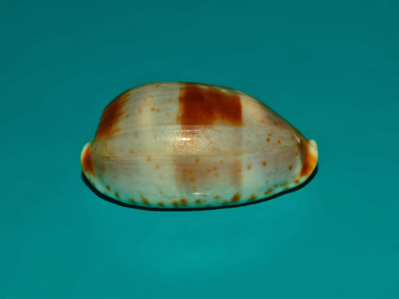 Red Sea Cowrie reference