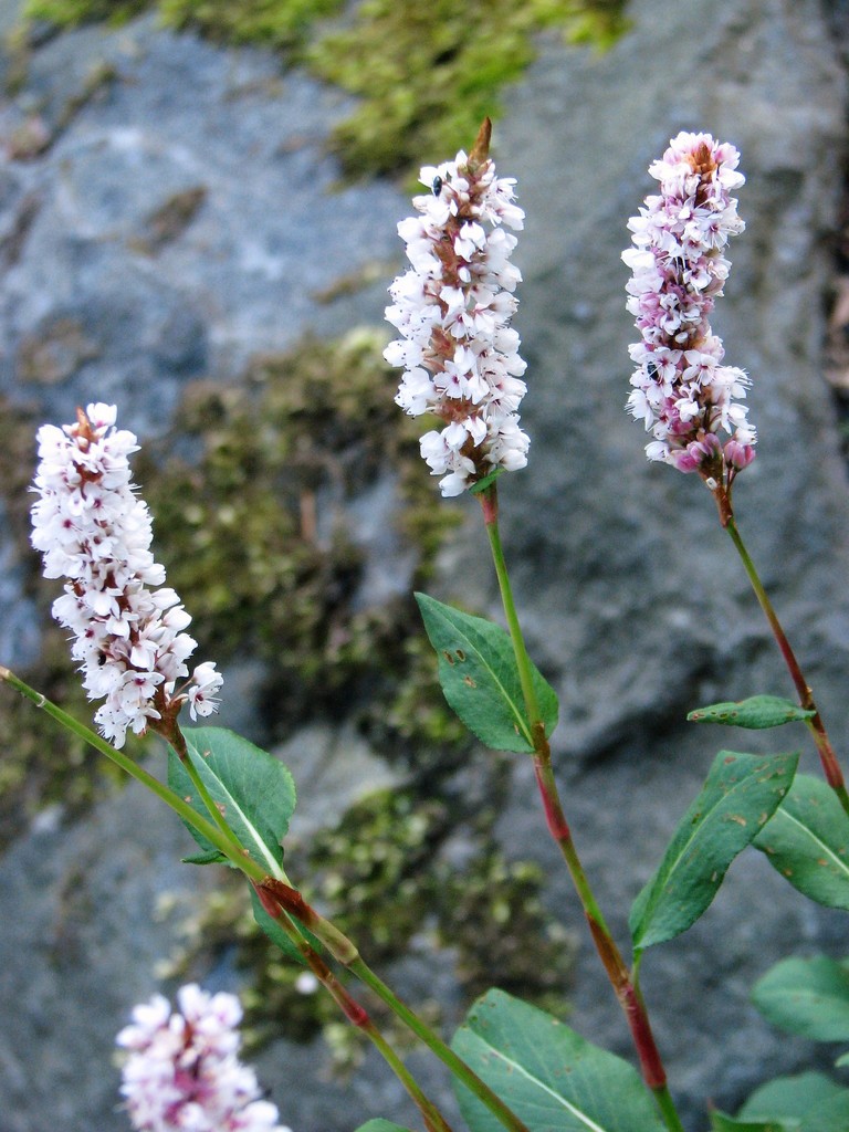 Himalayan Bistort reference