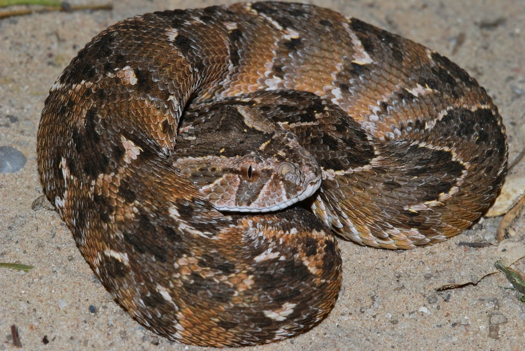 Puff Adder reference