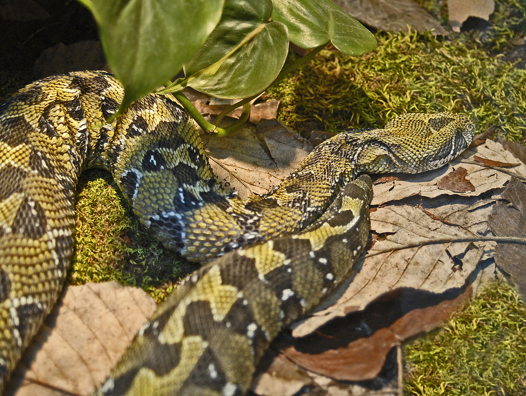 Ethiopian Mountain Viper reference
