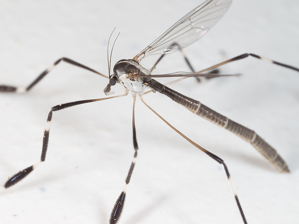 Eastern Phantom Crane Fly reference