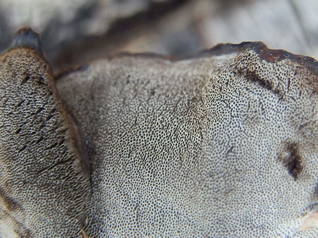 Smoky polypore reference