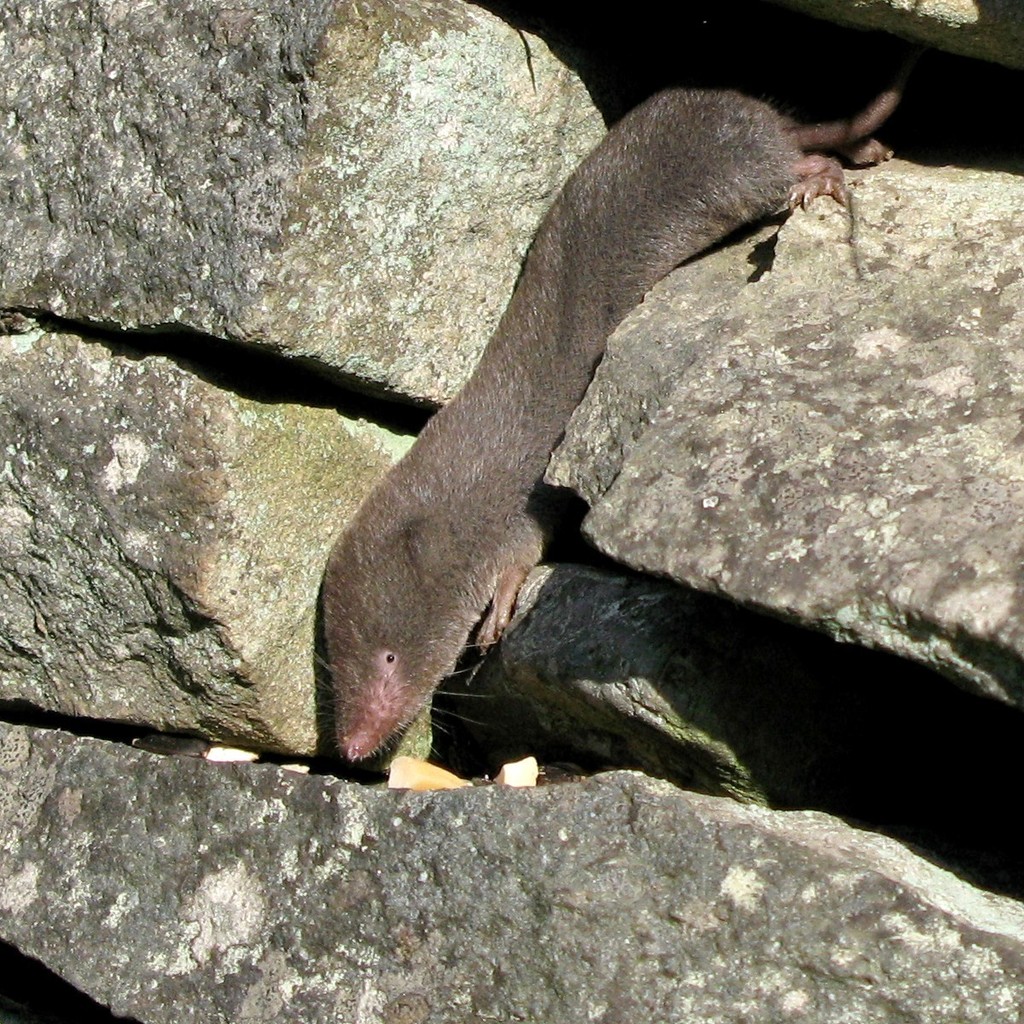 Northern Short-tailed Shrew reference