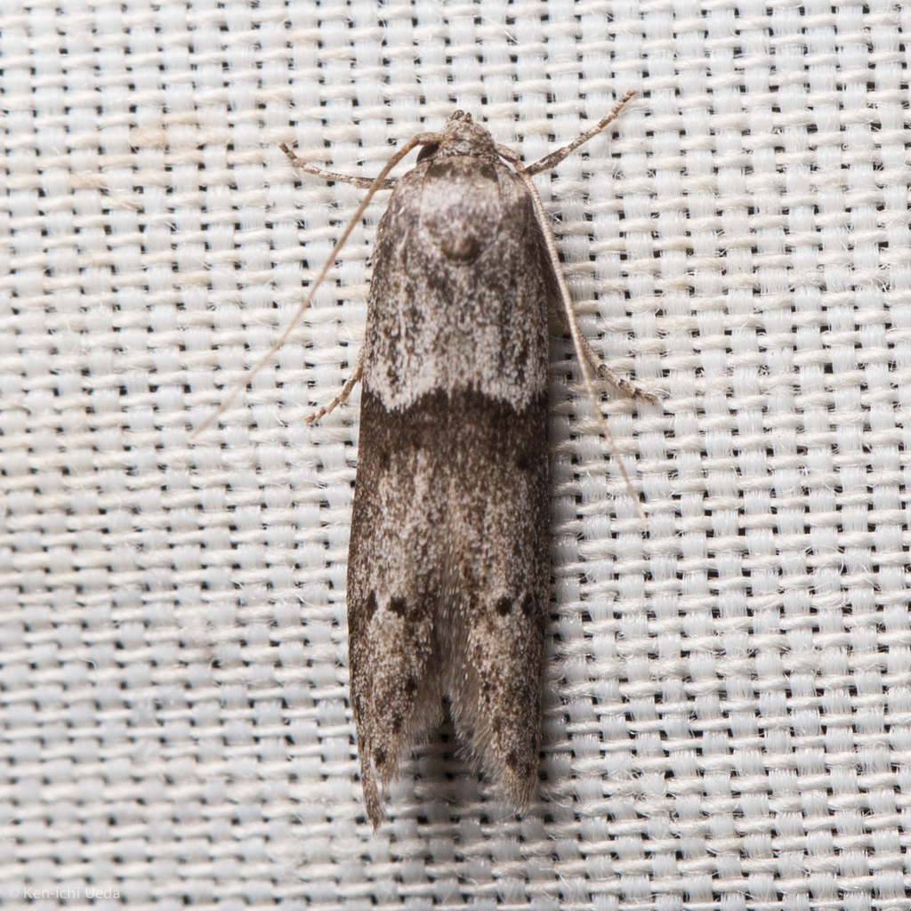 Acorn Moth reference