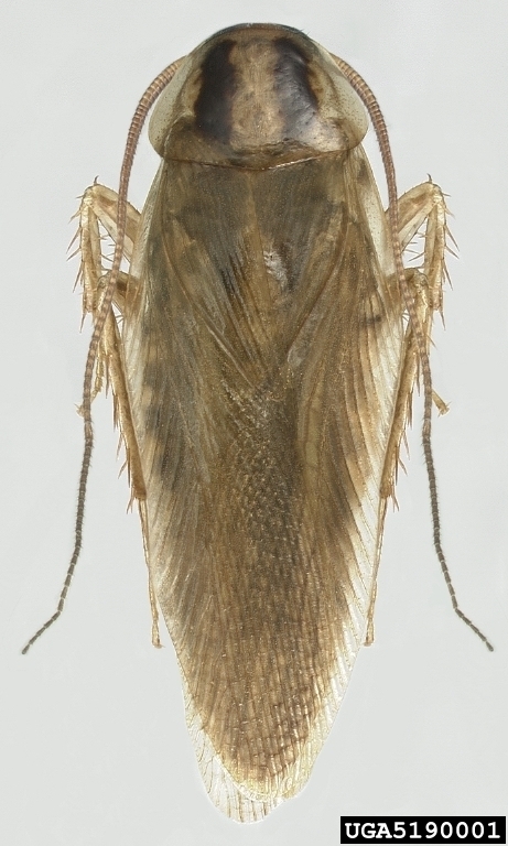 Asian Cockroach reference