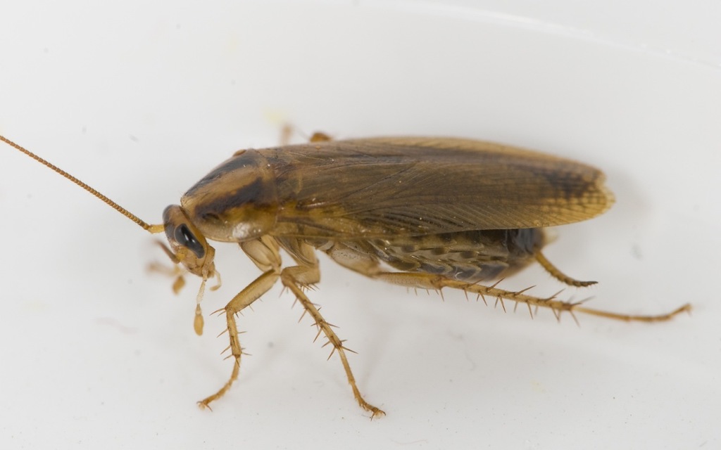 German Cockroach reference