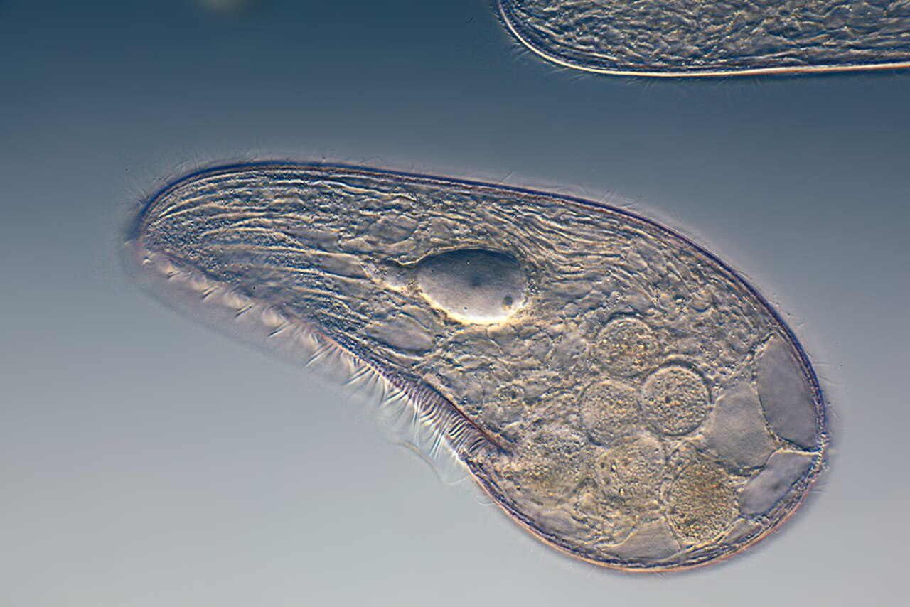 Blepharisma japonicum reference