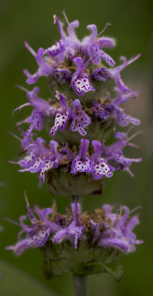 downy pagoda plant reference