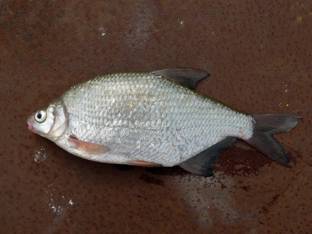 Silver Bream reference