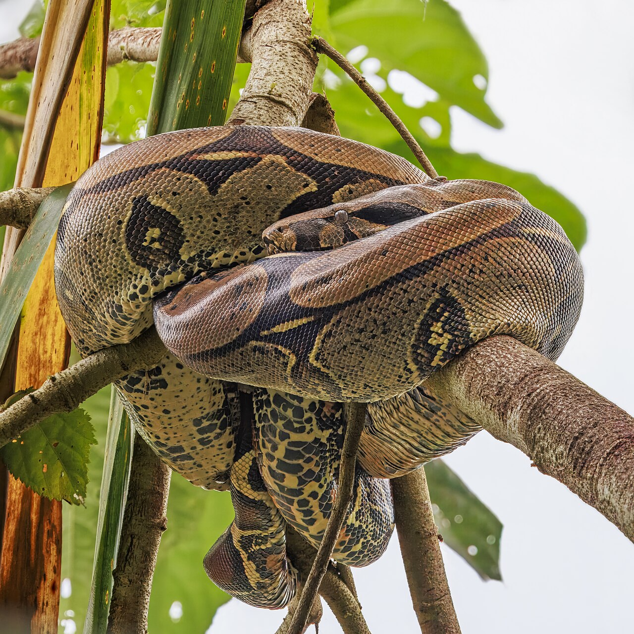 Boa constrictor reference