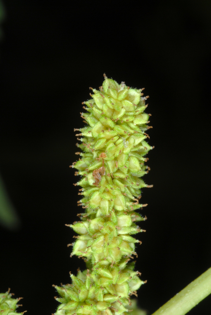 false nettle reference