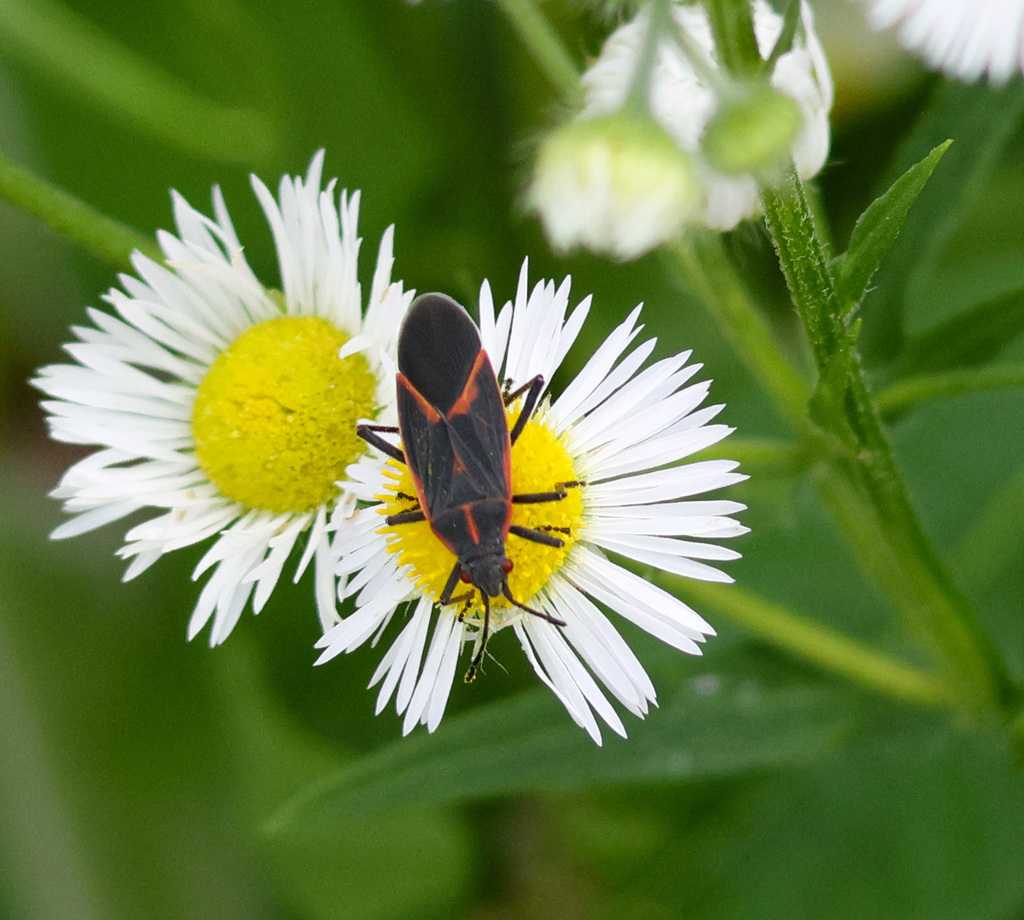 Eastern Boxelder Bug reference
