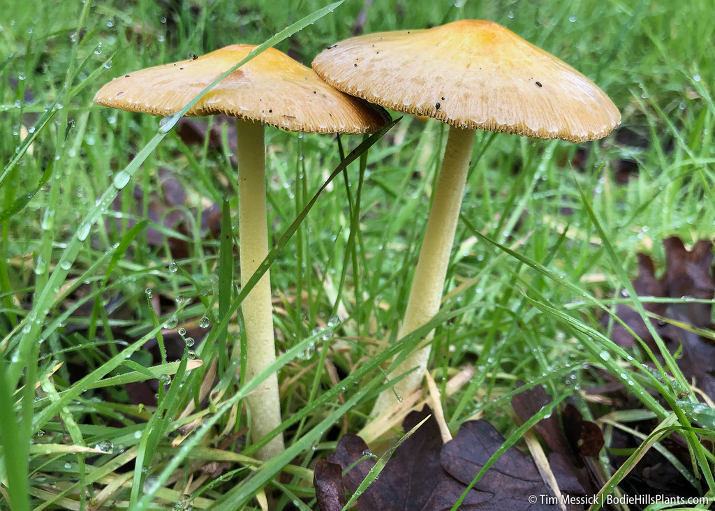yellow fieldcap reference