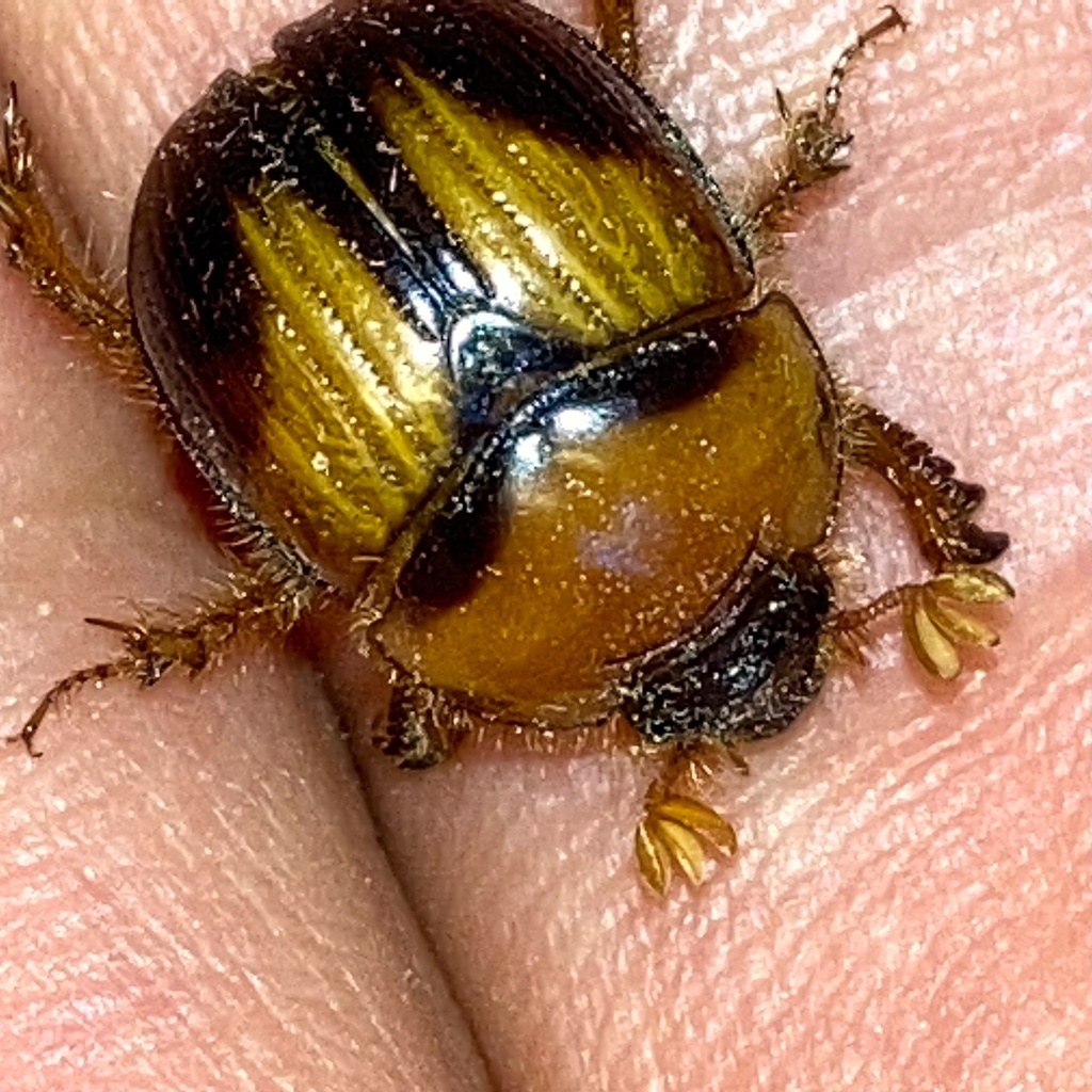 Fancy Dung Beetle reference