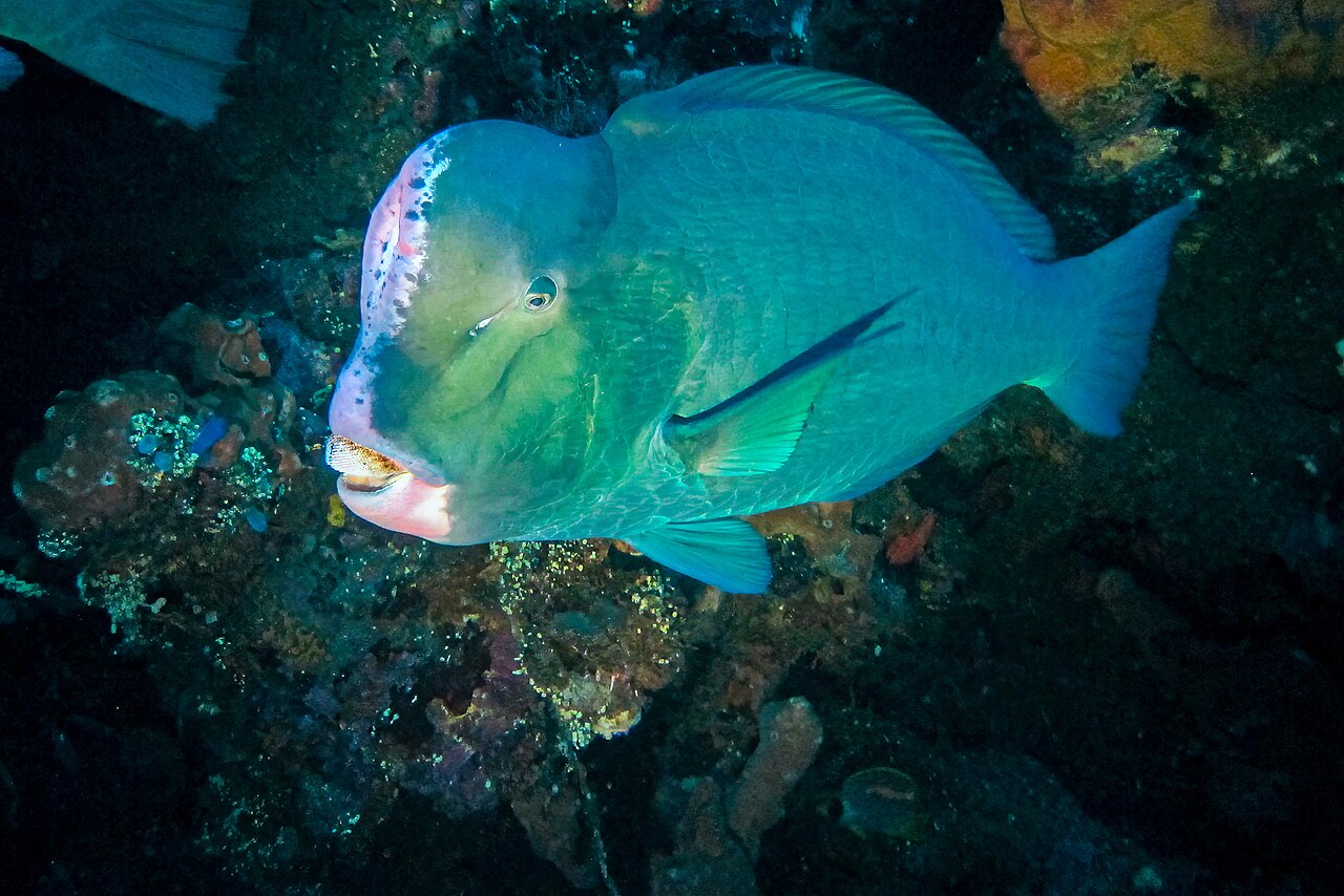 Bumphead Parrotfish