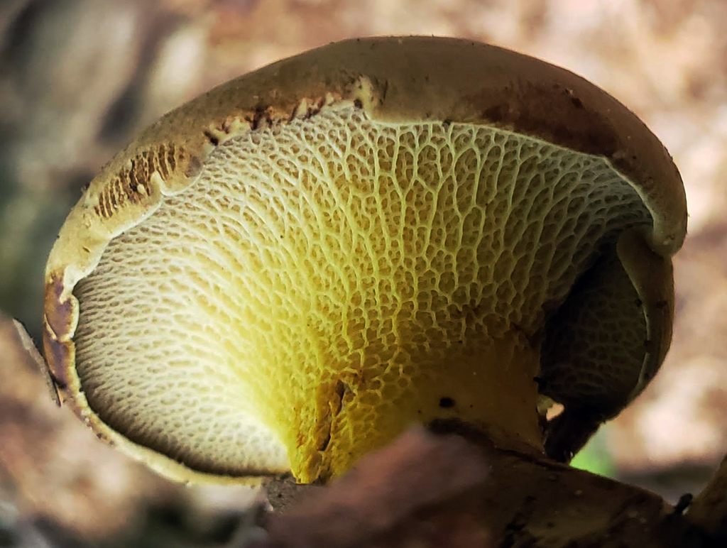ash-tree bolete reference