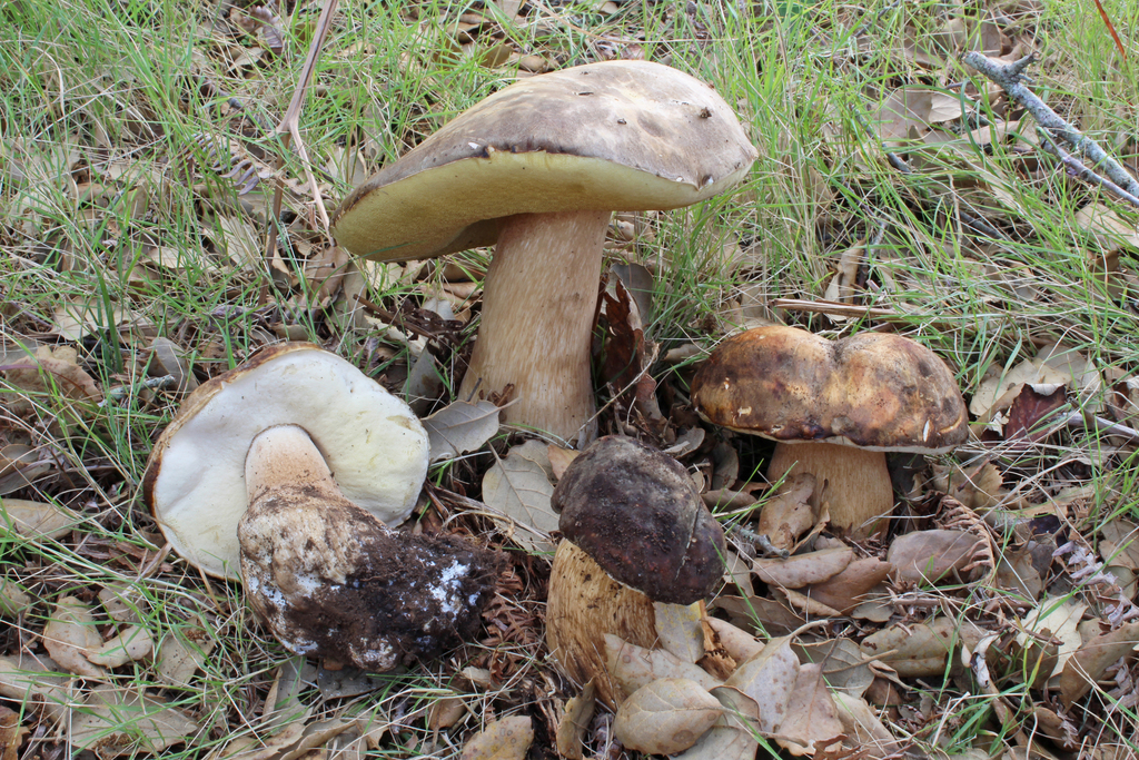 Dark Bronze Bolete reference