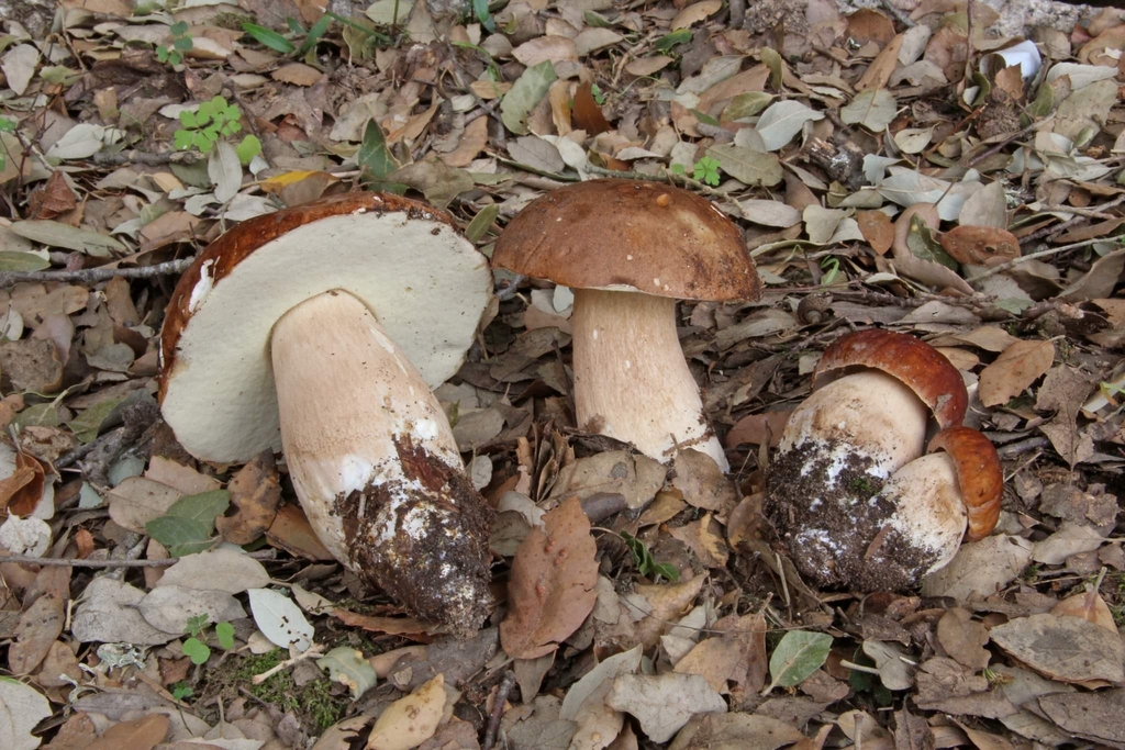 Summer Bolete reference