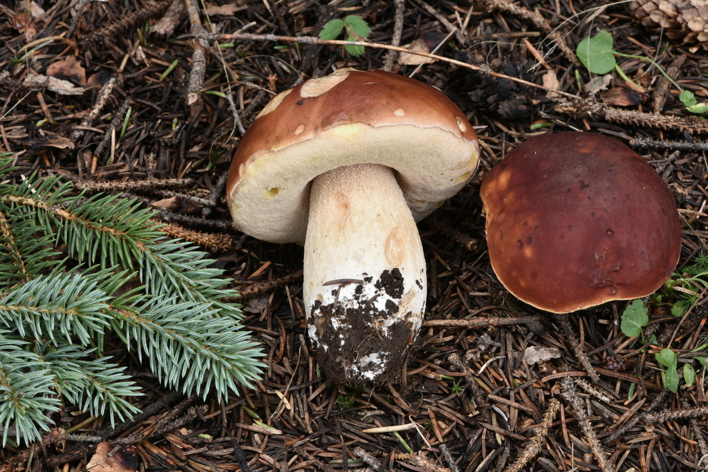 Ponderosa Bolete reference