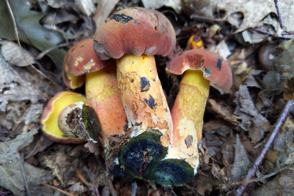 Curry Bolete reference
