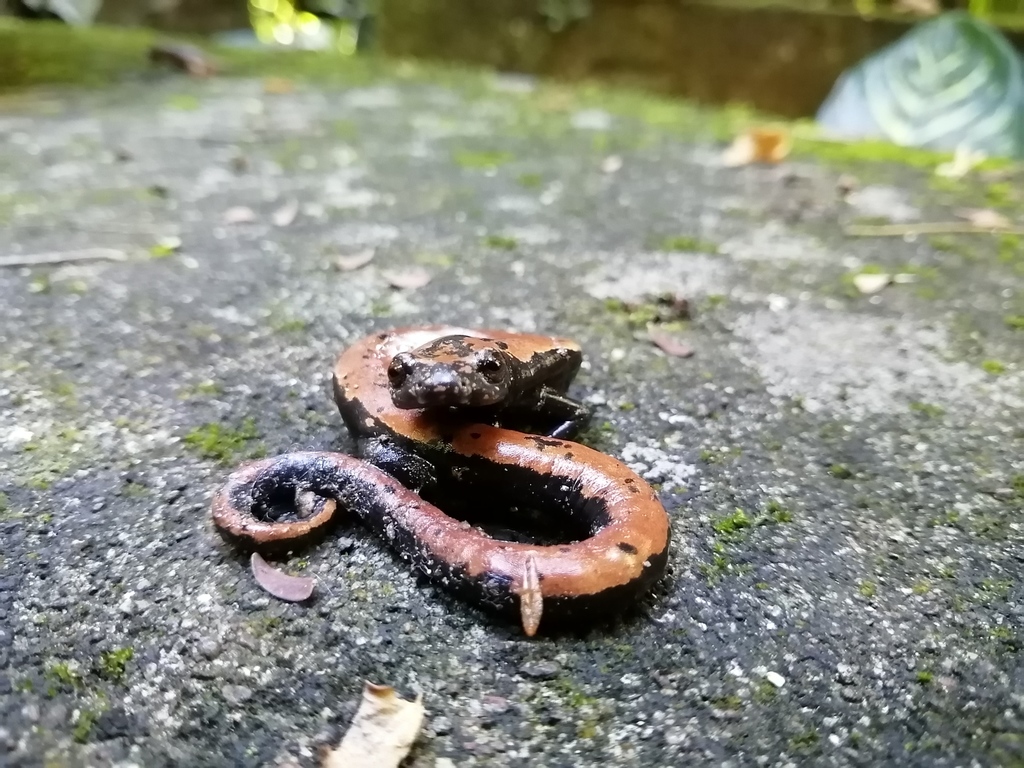 Broadfoot Mushroomtongue Salamander reference