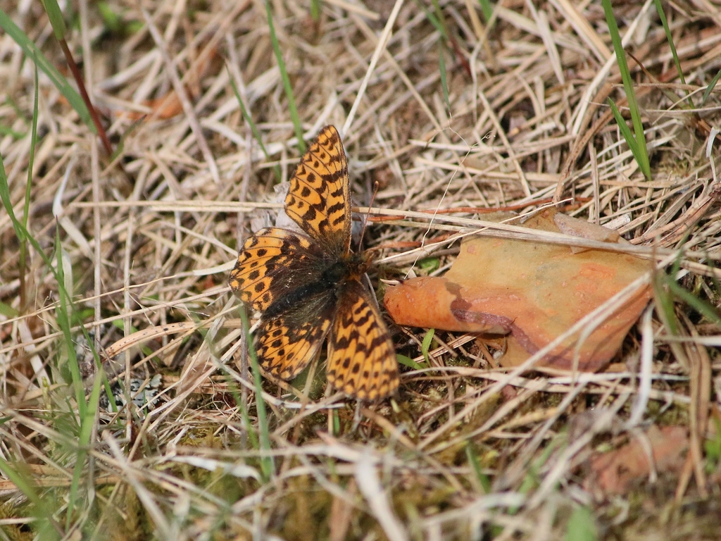 Lappland Fritillary reference