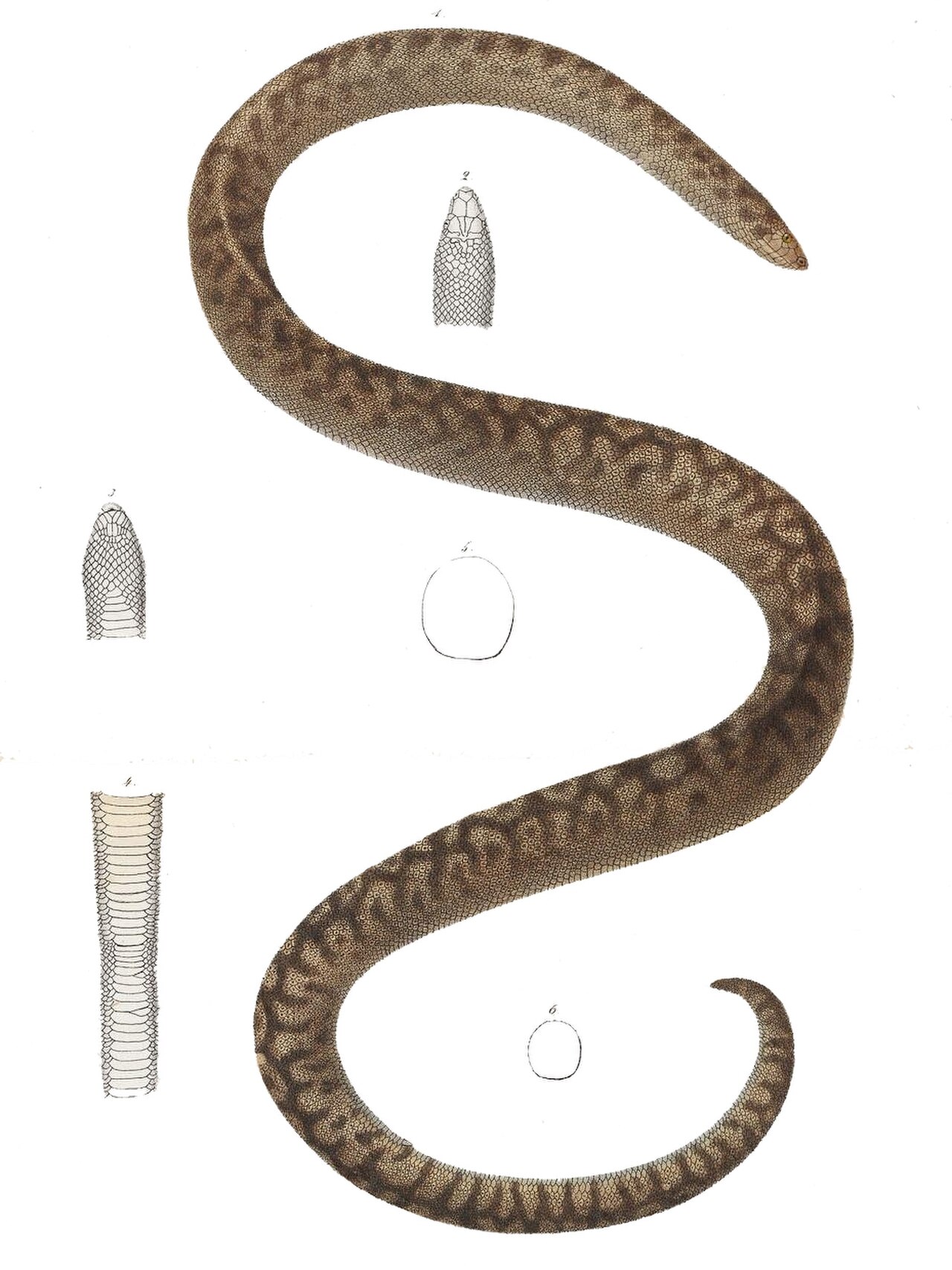 Round Island Burrowing Boa reference