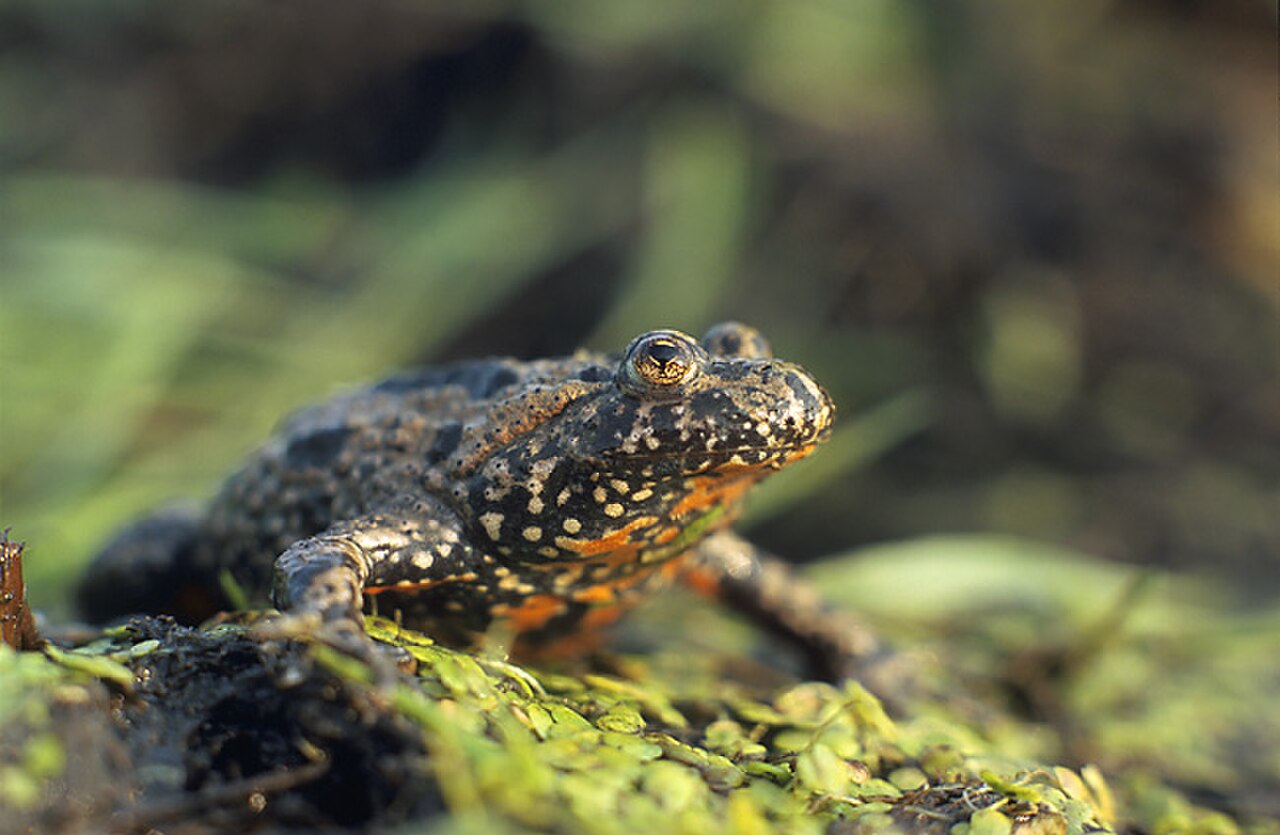 European Fire-bellied Toad reference