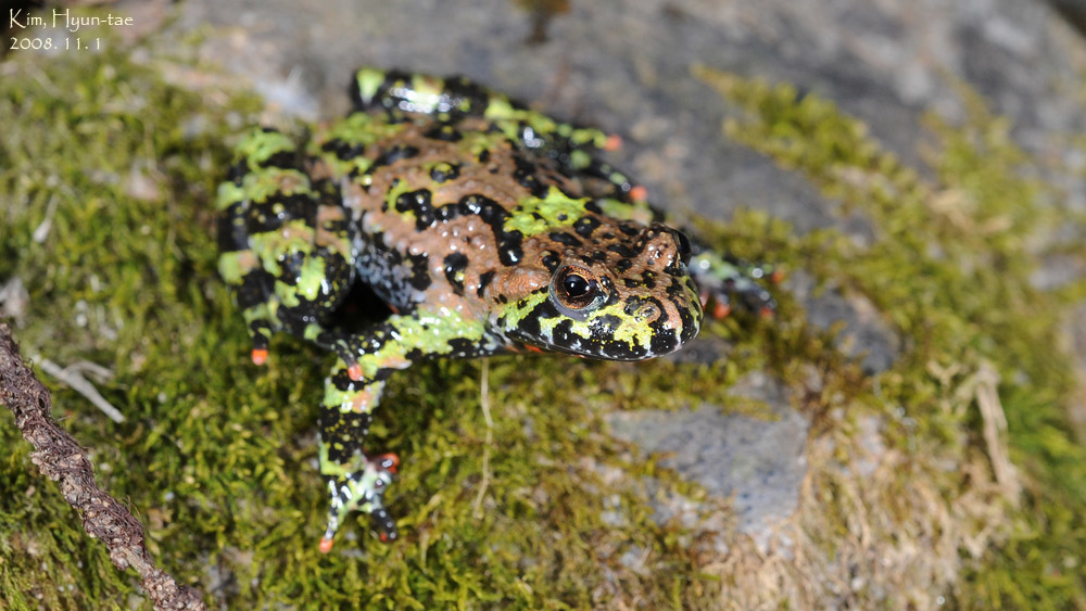 Oriental Fire-bellied Toad reference