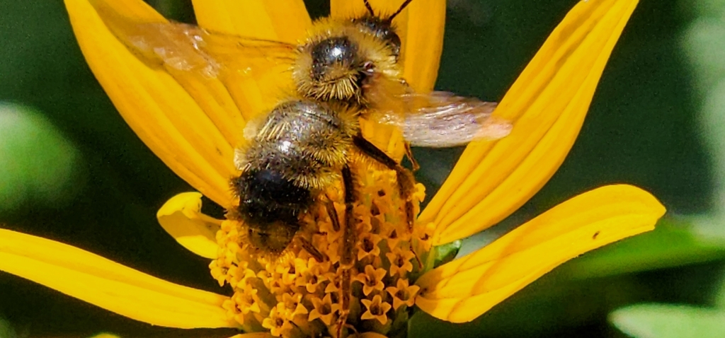 Lemon Cuckoo Bumble Bee reference