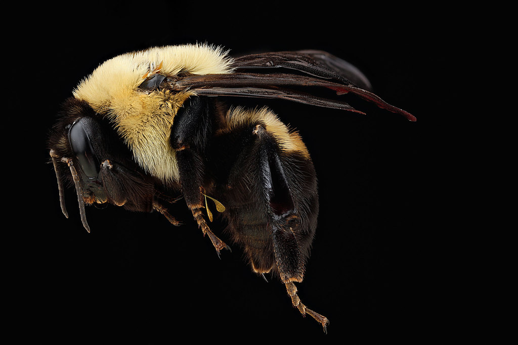 Brown-belted Bumble Bee reference