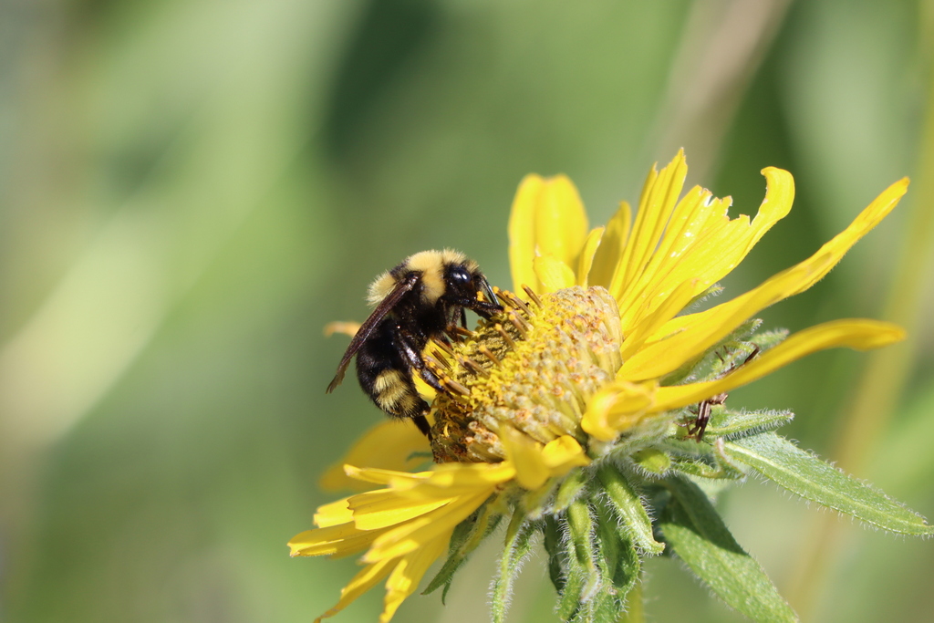 Indiscriminate Cuckoo Bumble Bee reference