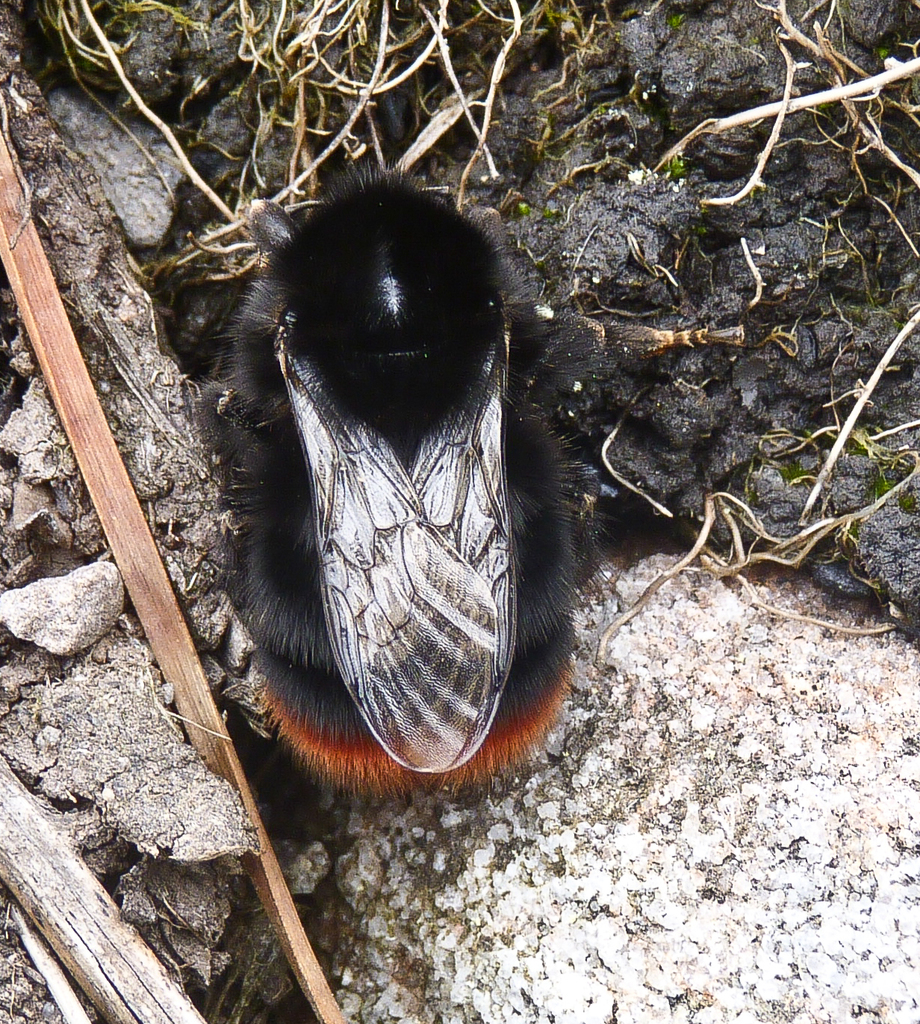 Red-tailed Bumble Bee reference