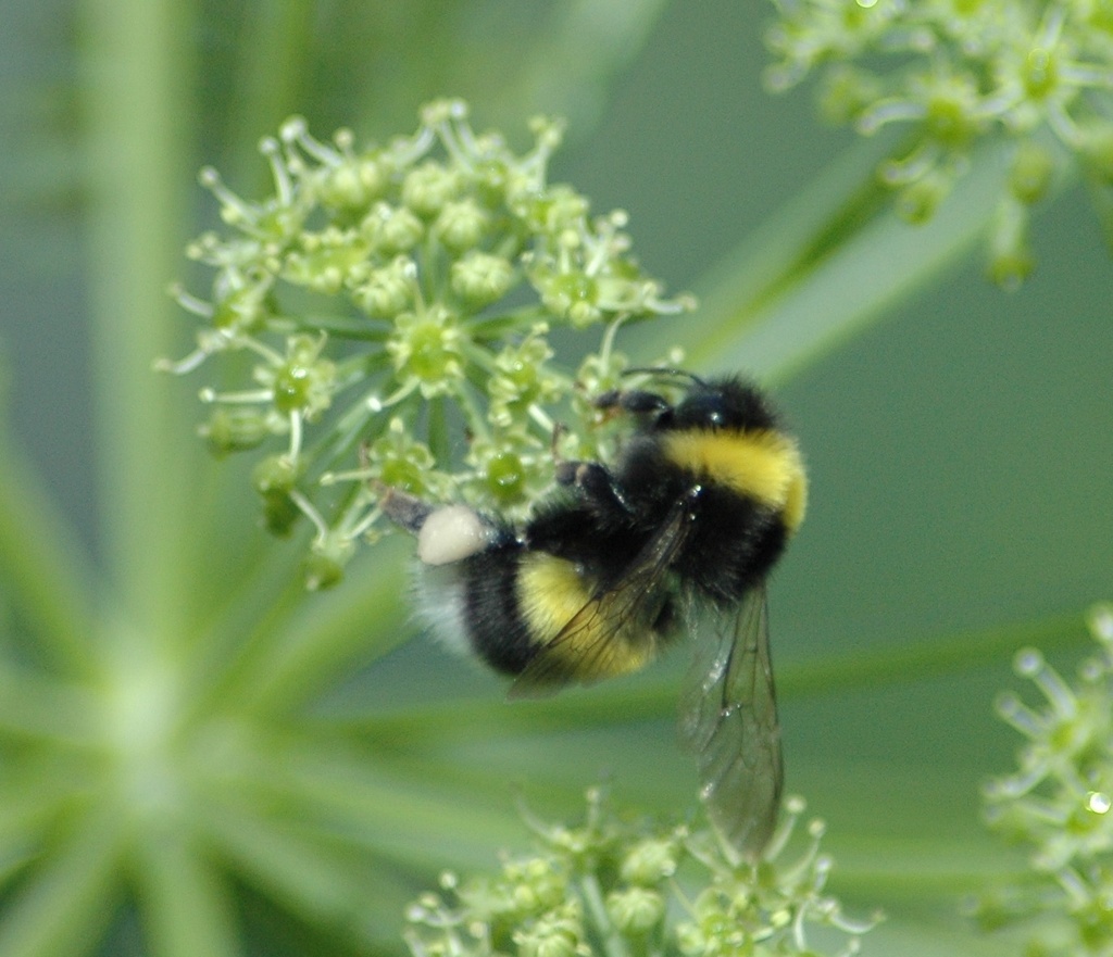 White-tailed Bumble Bee reference