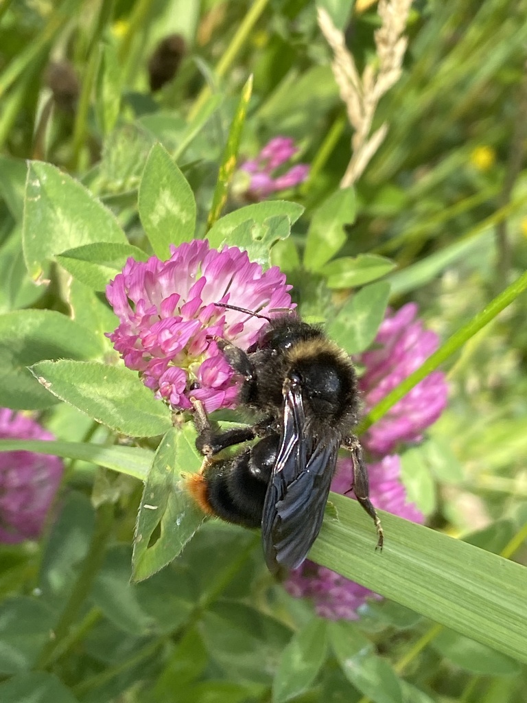 Hill Cuckoo Bumble bee reference