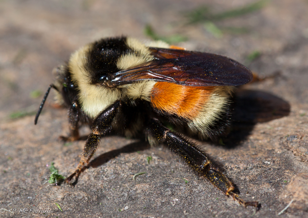 Tricolored Bumble Bee reference