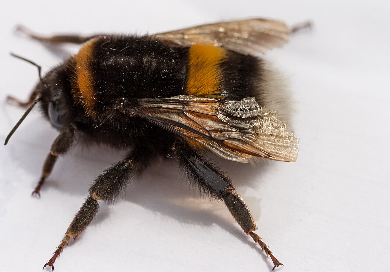 Buff-tailed Bumblebee reference