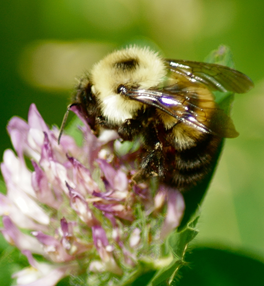 Half-black Bumble Bee reference