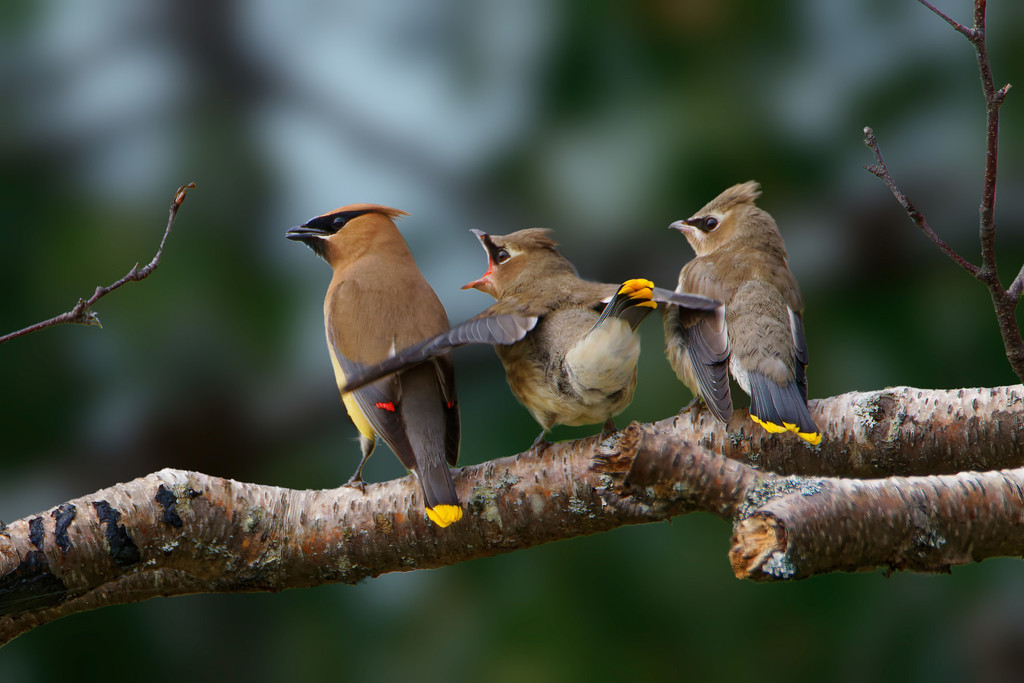 Cedar Waxwing reference