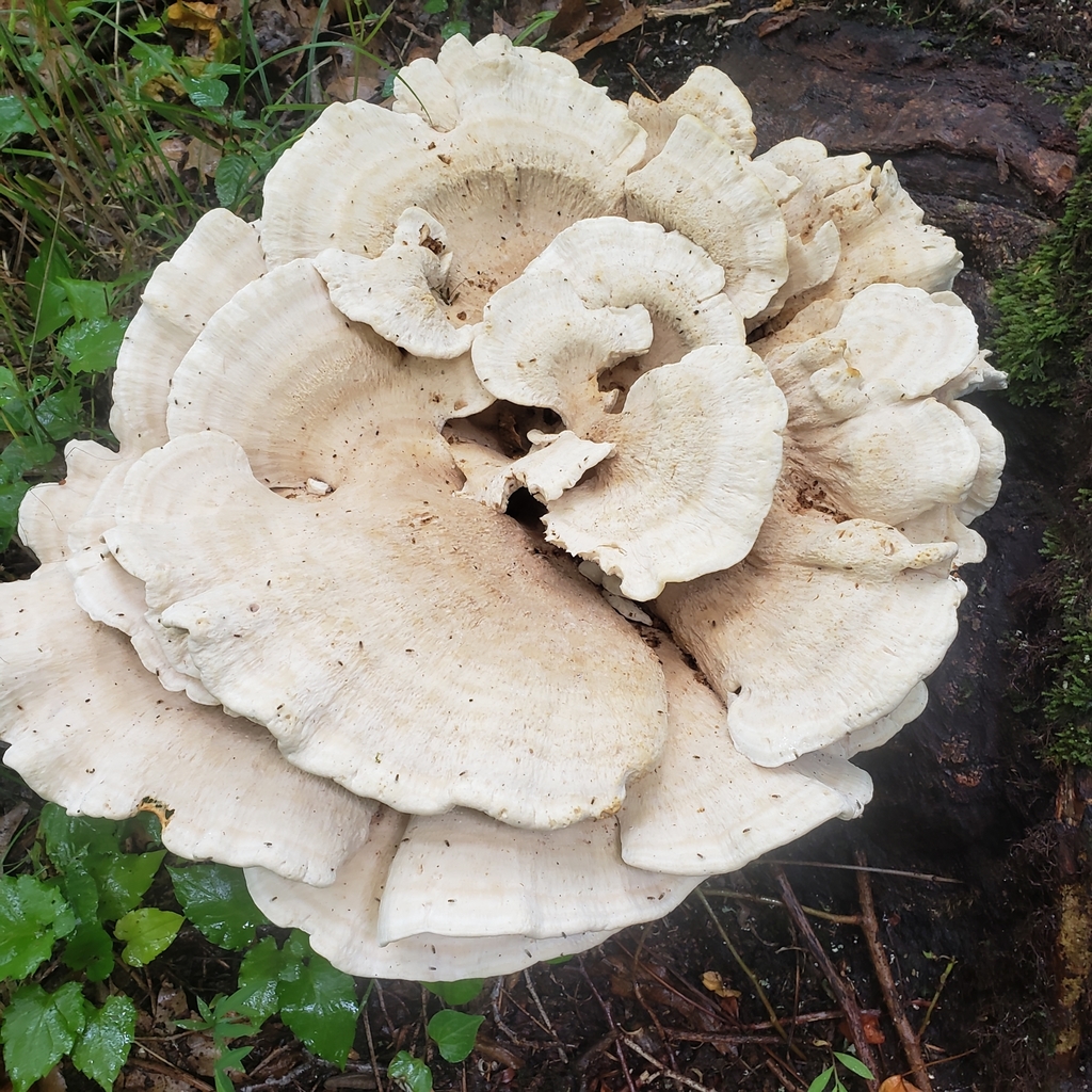 Berkeley's Polypore reference