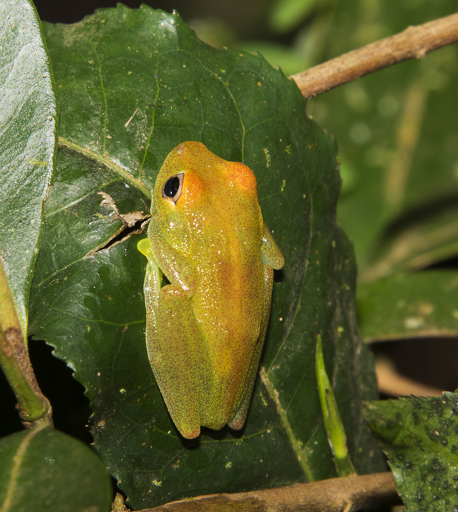 Green Bright-eyed Frog reference