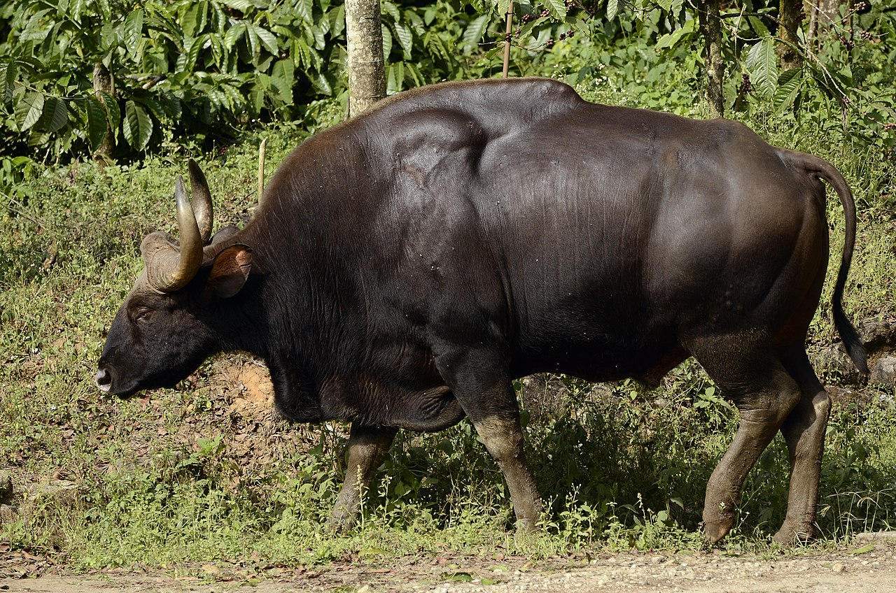 Gaur reference