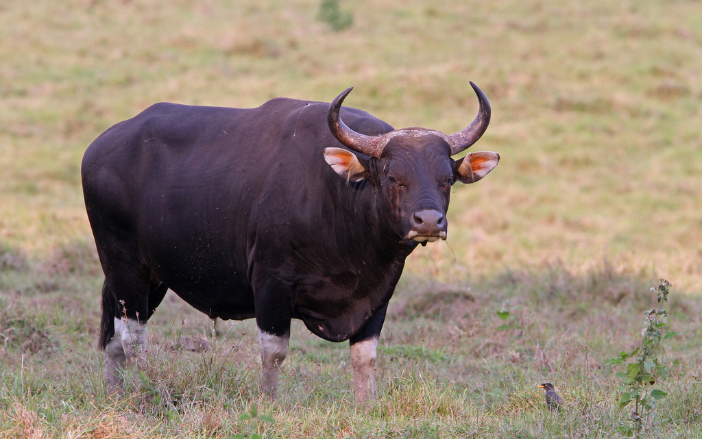 Banteng reference