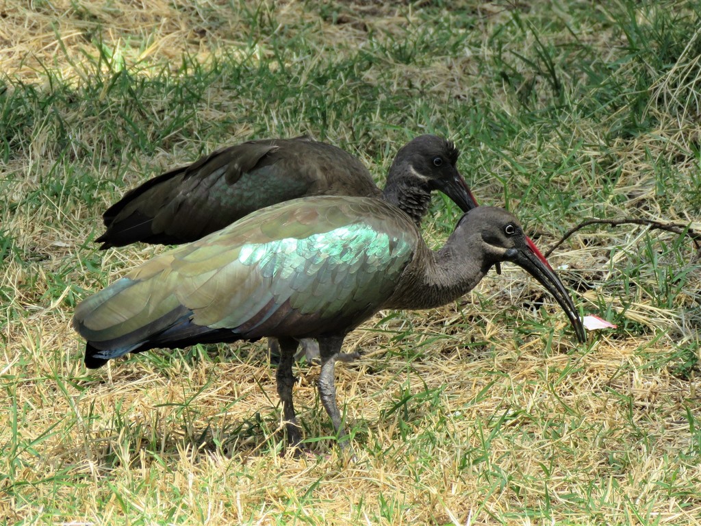 Hadada Ibis reference
