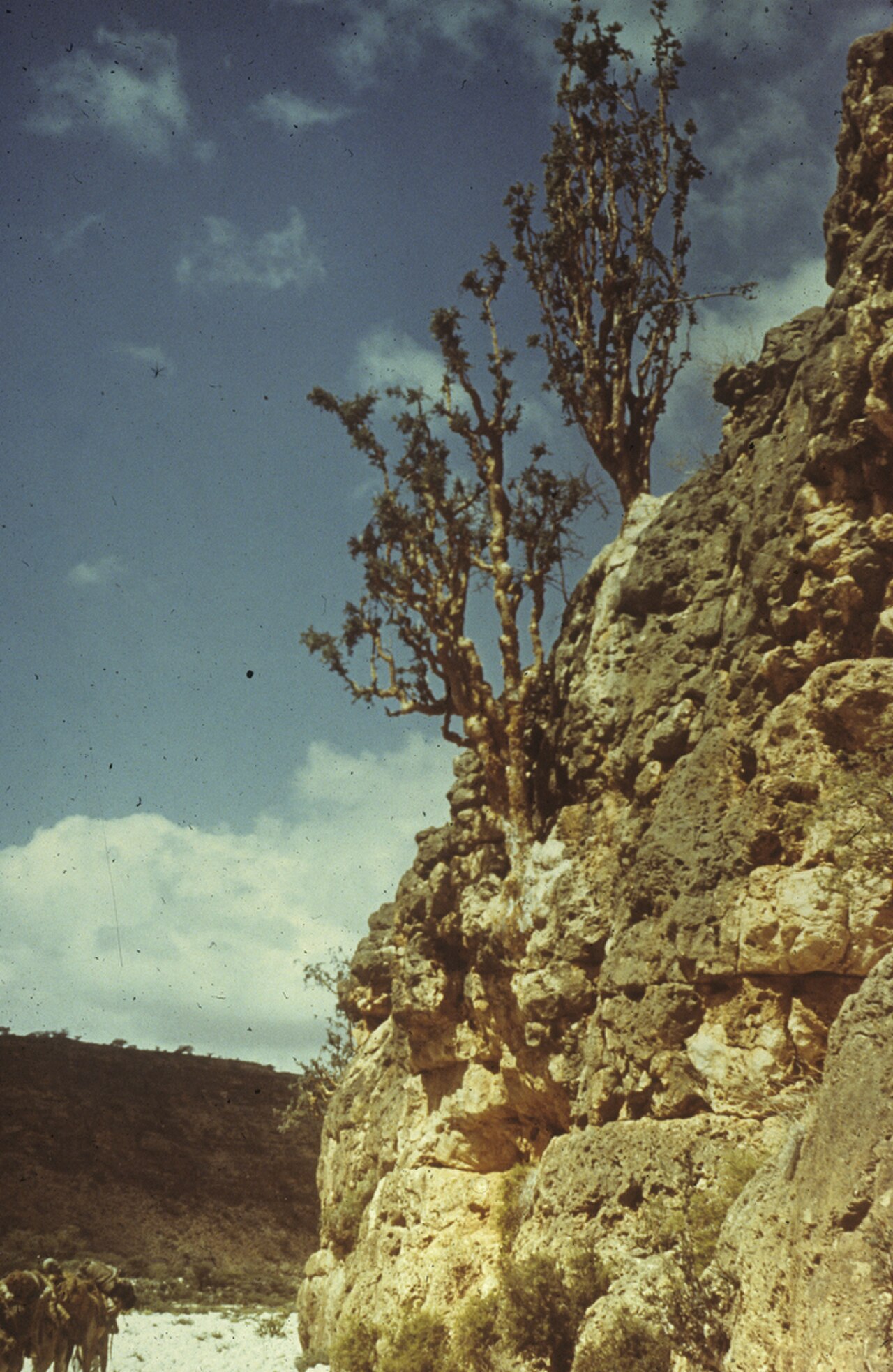 Frankincense Tree reference