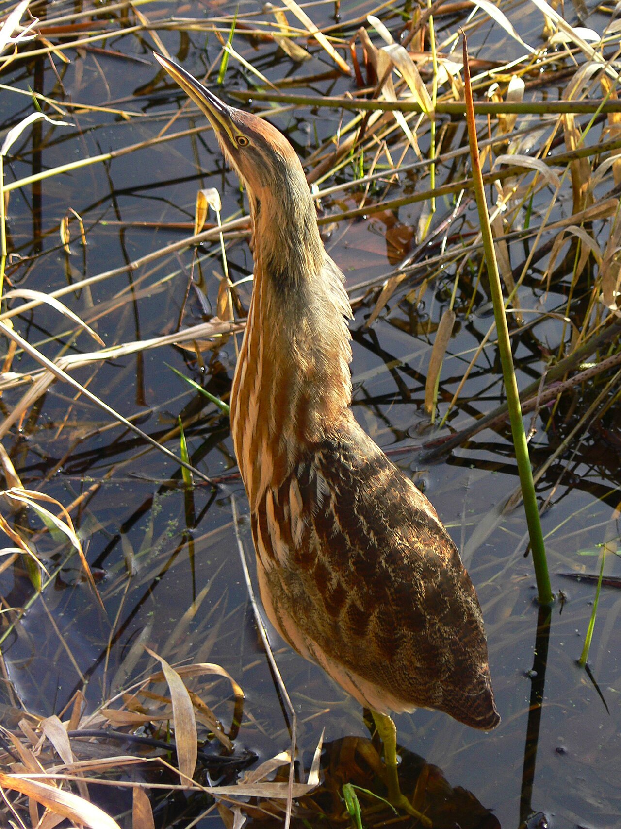American Bittern reference