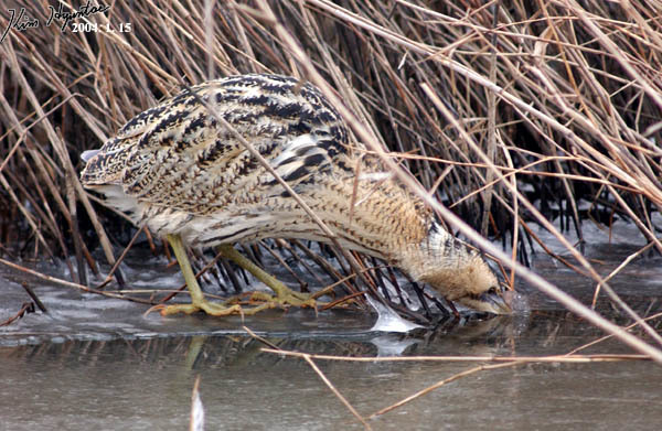 Great Bittern reference